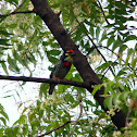 Coppersmith Barbet