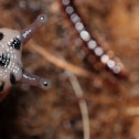 Leopard Slug