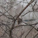 House Finch (leucistic)