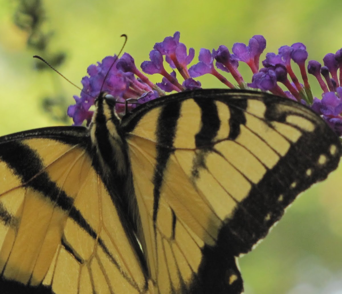Eastern Tiger Swallowtail
