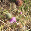 Thistle