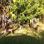 Key Deer