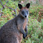 Swamp wallaby or Black wallaby
