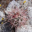 Mohave Mound