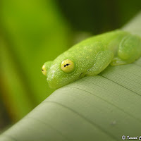 Cricket Glass Frog