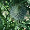 Woolly Burdock