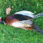 Ring necked pheasant