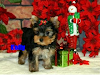 Cachorros Yorkshire Para Adopcion Libre Casa Cuid