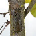 Cicada