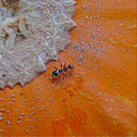 Field Ant