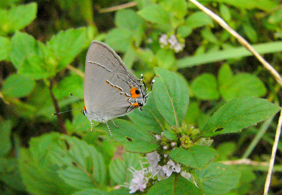 Spotting Image 1