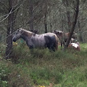 Caballo(es)/Cabalo(gal)