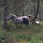 Caballo(es)/Cabalo(gal)