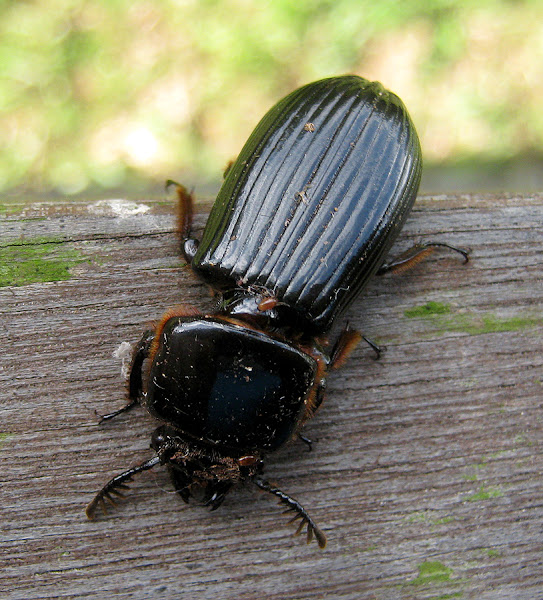 Bess Beetle Project Noah