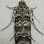 Southern Pineconeworm Moth