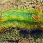 limacodidae moth caterpillar