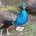 Blue Peafowl