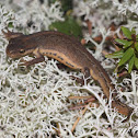 Smooth Newt