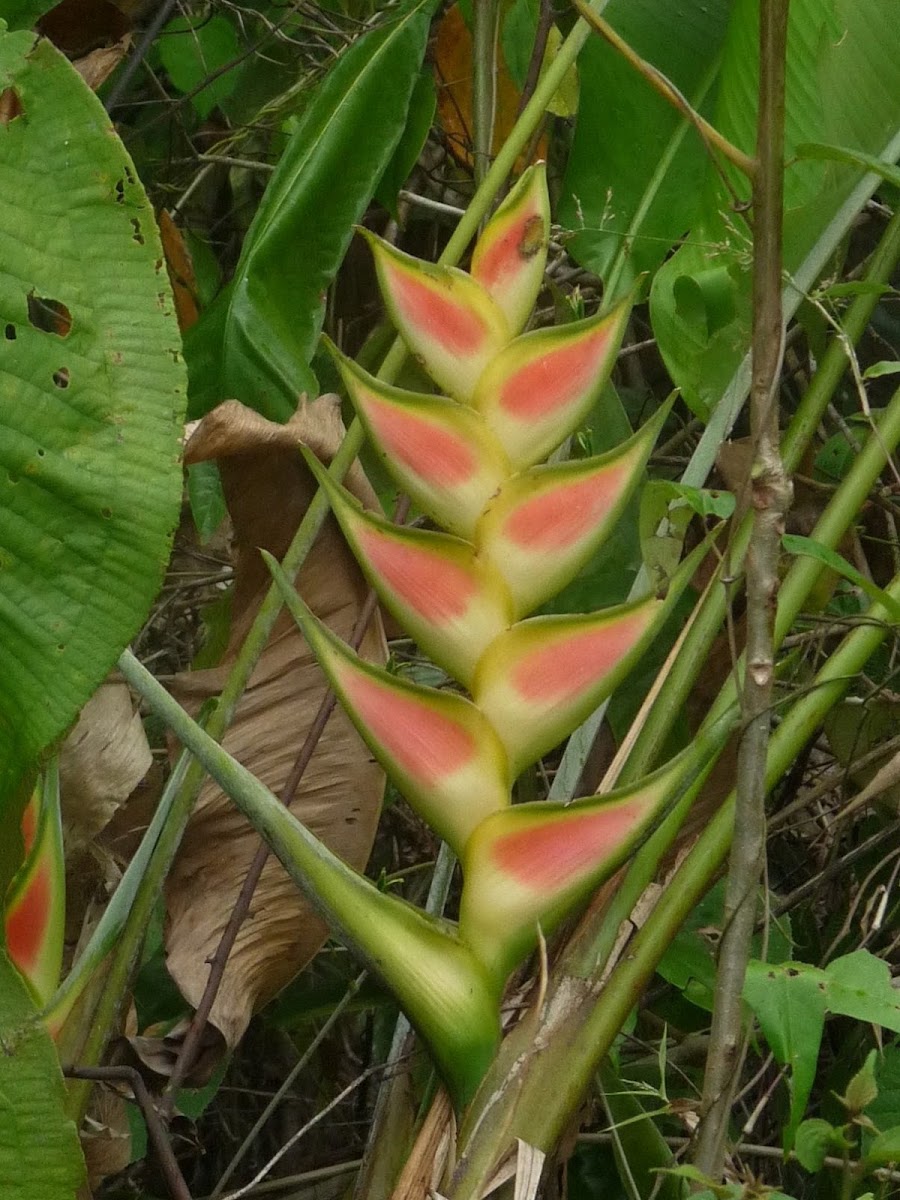 Heliconia flower