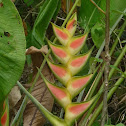 Heliconia flower