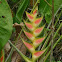 Heliconia flower
