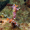 Much-desired Flabellina