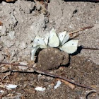 Cabbage Whites