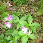 Wild Geranium