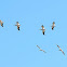 American White Pelican