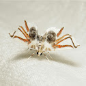 Lygodium Spider Moth