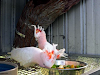 Loros Y Huevos Fertiles De Loros Disponibles