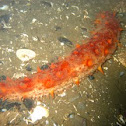 California sea cucumber
