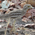 Indian Stone-curlew
