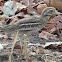 Indian Stone-curlew