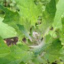 Quinoa