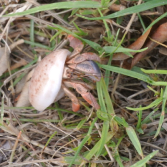 Spotting Image 1