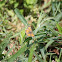 pearl crescent