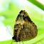 Lowland Owlet