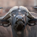African/Cape Buffalo