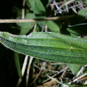 Plantain sp.