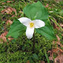 Western Trillium
