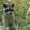 Raccoon