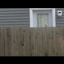 Unknown spotting