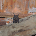 New World Leaf-Nosed Bat
