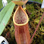 Thai pitcher plant