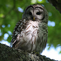 Barred Owl