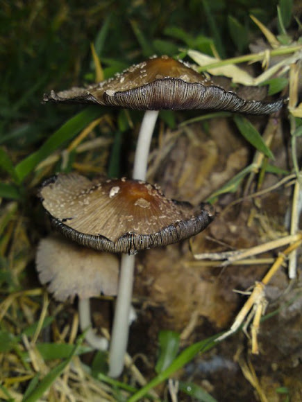 Spotting Image 1