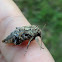 Yellow-striped Armyworm Moth