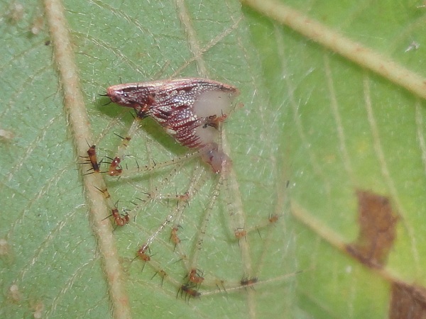 Golden Comb-footed Spider