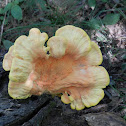 Sulphur Polypore